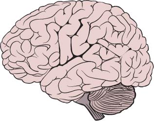 Brain Cancer (Glioma)
